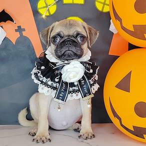 Pug