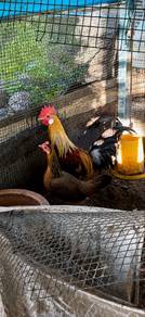 ayam hutan