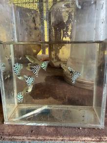 Guppy snake skin white mosaic