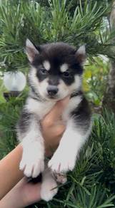 wooly husky