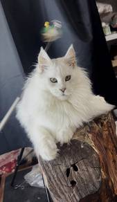 Maine Coon