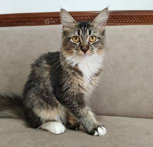 Domestic Long Hair (Mainecoon x BSH mix)