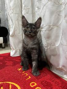 Pure Mainecoon