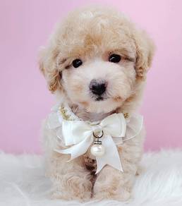 Maltipoo