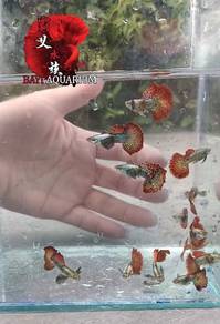red dragon halfmoon guppy