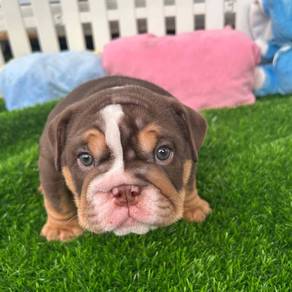 ENGLISH BULLDOG PUPPIES E340 🐻 Female