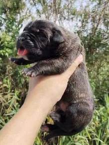 Pure Breed Cane Corso Puppy (Female)