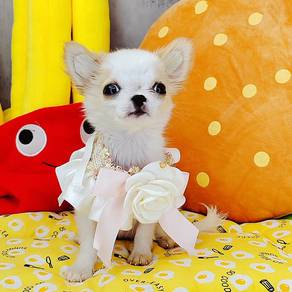 Chihuahua