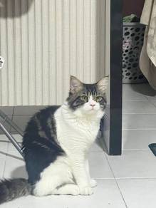 Mix Mainecoon X BLH