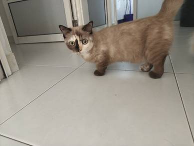 Munchkin 