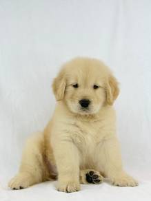 Big Bone Golden Retriever Puppies Available 🐶💛