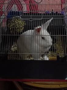 Rabbit untuk dijual