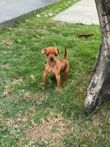 Mini Pinscher puppy