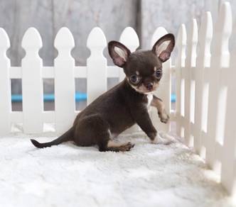 CHIHUAHUA PUPPIES 290 🌷Head Apple Cute Dog