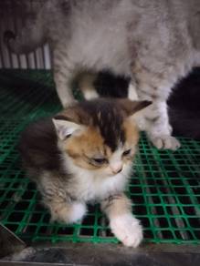 Bsh kitten