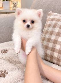 Pomeranian Female Puppy PROMO 