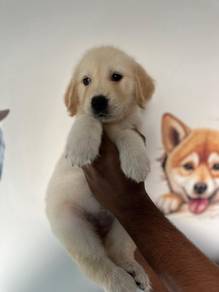 Golden Rettiver h