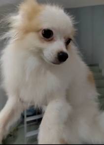 Japanese Spitz