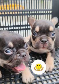 GQQ5300 French Bulldog black tan hair puppy dog