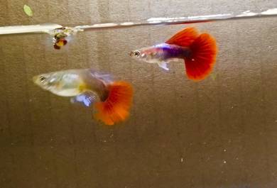 ikan guppy 