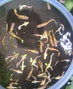 guppy full gold