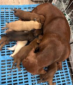 Miniature Dachshund