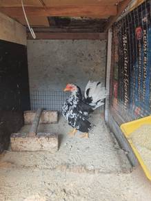 Ayam serama