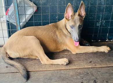Mix Belgian 