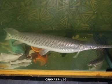 aligator fish