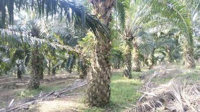 Agricultural Land in Rembau, NSN