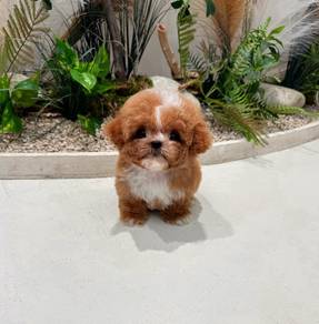 Cute Poodle puppy Boy