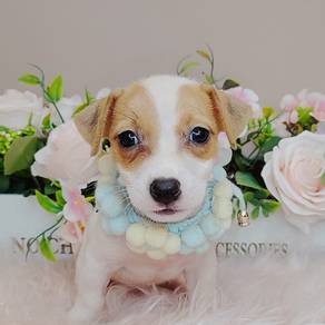 Jack Russell