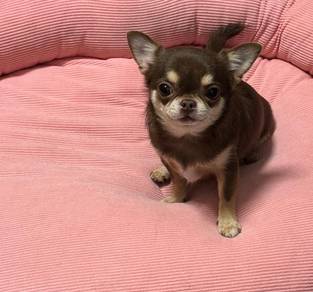 Chihuahua