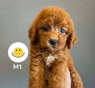 EEY Toy Poodle dark brown haired puppy