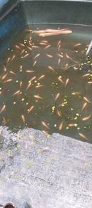 benih talapia merah