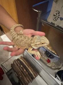 bearded dragon