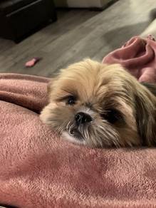 U3525 Squeal-worthy Shih Tzu Cute And Adorable Lit