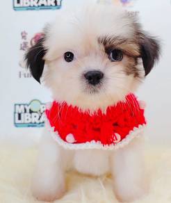 Shih Tzu