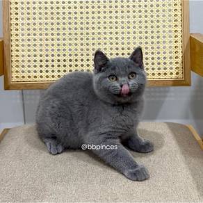 bsh kitten
