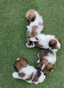 Shih Tzu Promo 