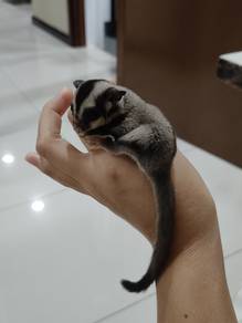 Sugar glider 