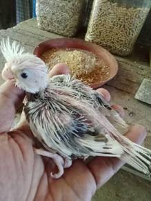 Burung teil
