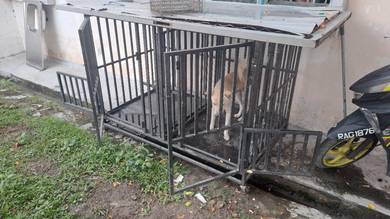 dog or cat cage