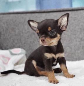 CHIHUAHUA PUPPIES 175🌷Head Apple Bonnie Dog Boy