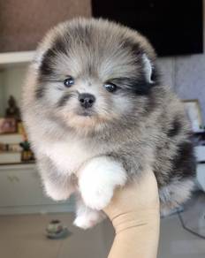 POMERANIAN PUPPIES P151 available cute cute