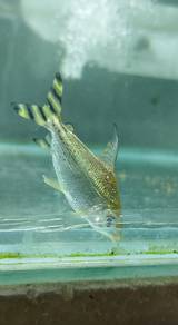 Yellow Tail Fei Fong