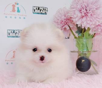 Pomeranian
