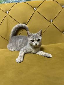 BSH x Non STD munchkin