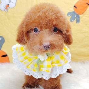 Poodle