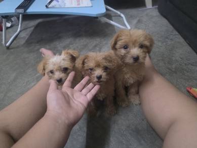 shihpoo for sale 